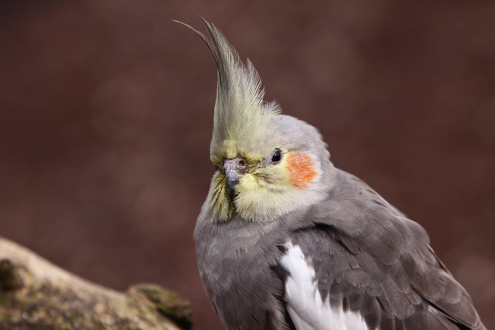 COCKATIEL HISTORY: An Engaging Journey From Wild To Tamed