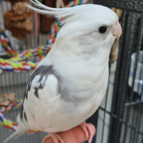 Chip Whiteface Pearl Pied Cockatiel