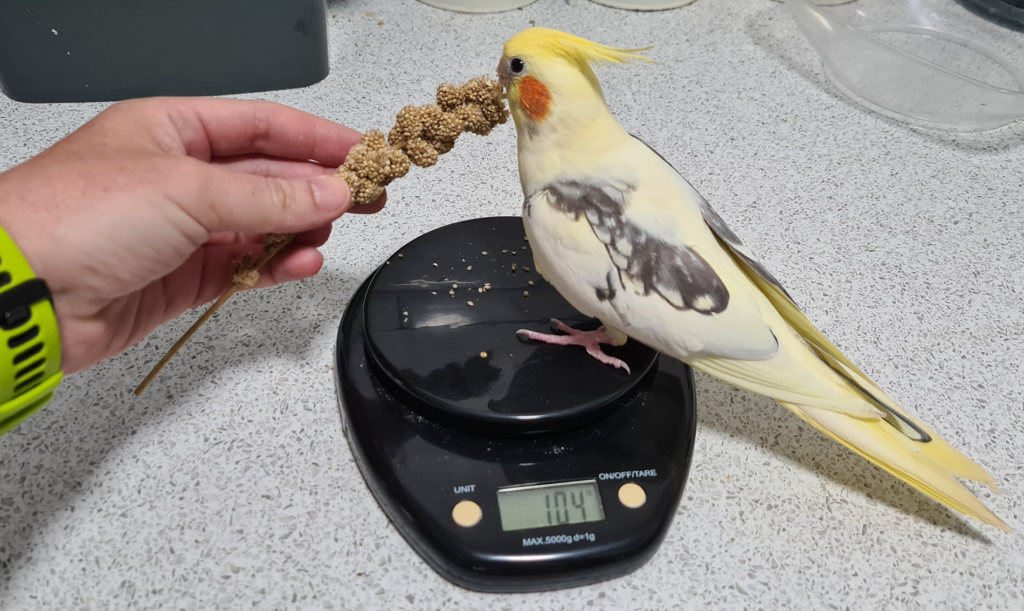 How Much Does a Parakeet Weigh: The Ultimate Guide to Avian Weight