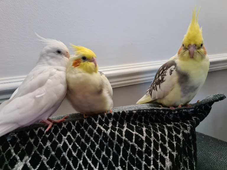 Cockatiels Talking To Each Other Feature Image