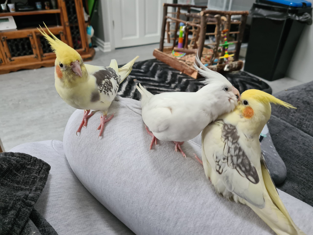 Cockatiels Talking to Each Other Grooming