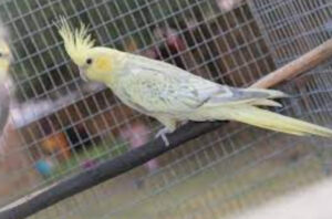 Yellow Cheek Cockatiel in an aviary