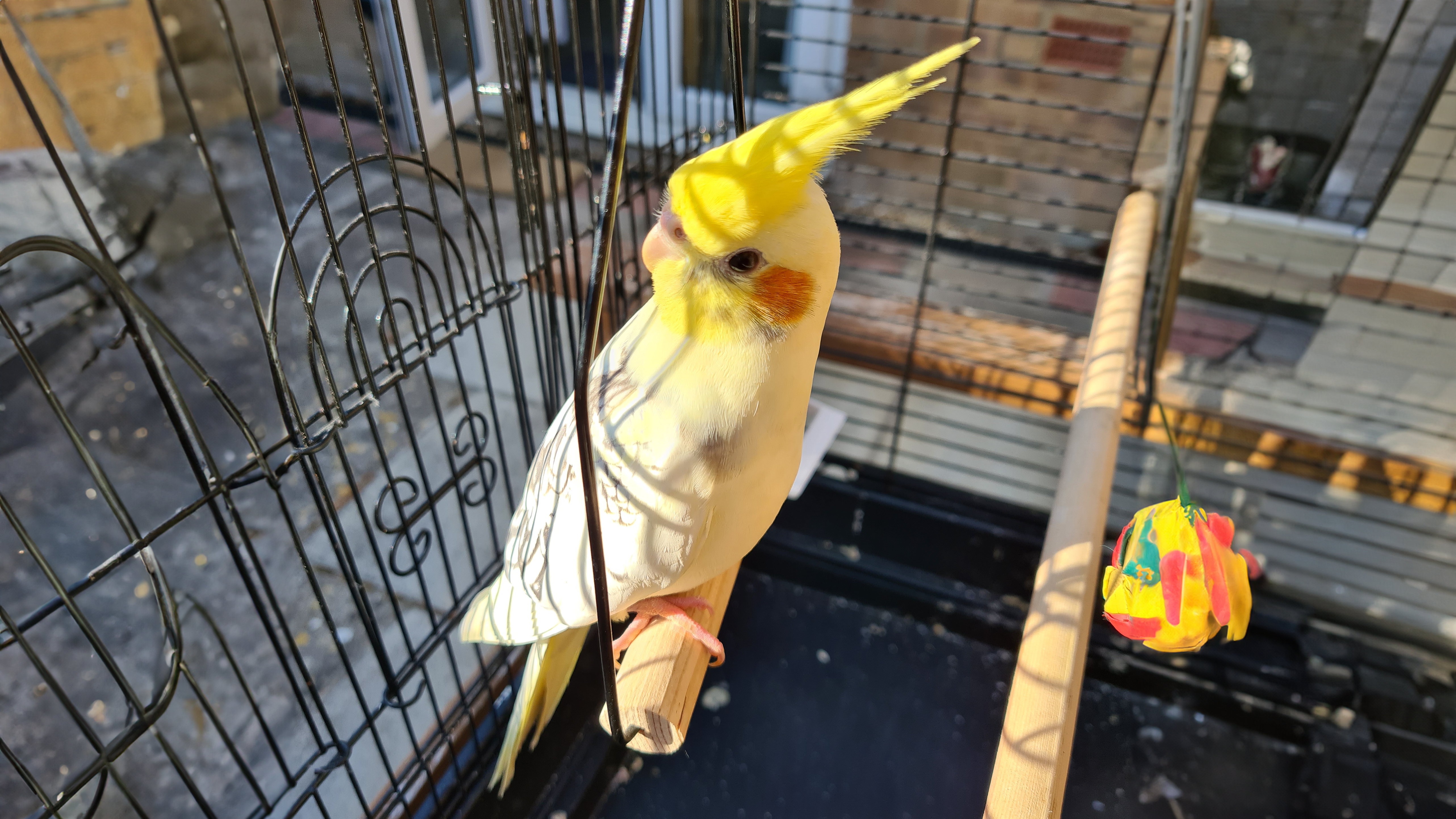 The Role of Sunlight in Cockatiel Care - Chicken Outdoors